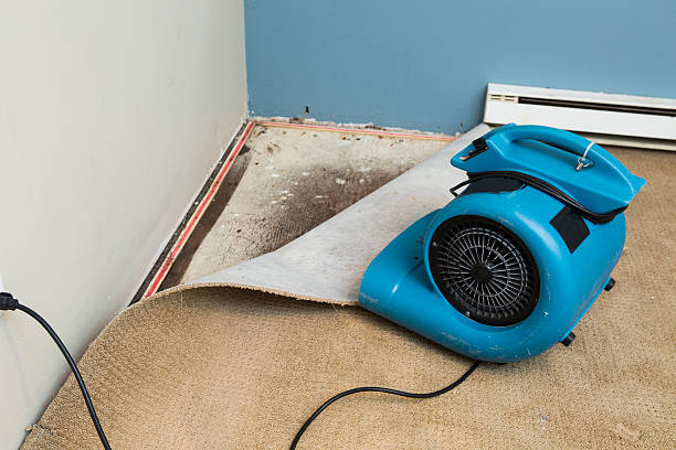 Best Mold removal after water damage  in Seeley Lake, MT